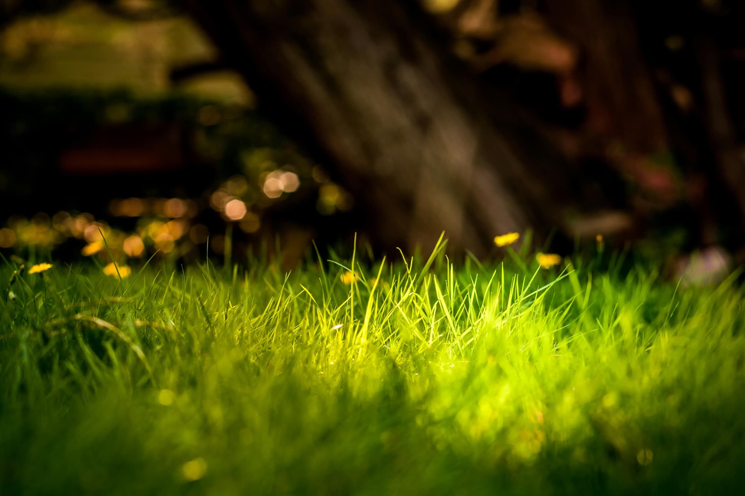 Healthy green lawn maintained with smart irrigation